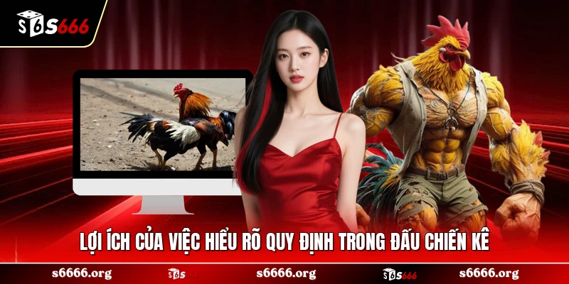 Lợi ích của việc hiểu rõ quy định trong đấu chiến kê 